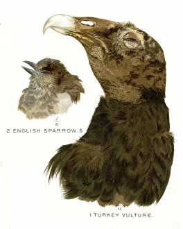 Turkey vulture head lithograph 1897