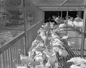 Turkeys in cage
