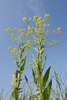 Images Dated 19th May 2012: Turkish Rocket -Bunias orientalis-, in flower against a blue sky, Thuringia, Germany