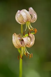 Images Dated 7th July 2013: Turks cap lily -Lilium martagon-, flowering, Thuringia, Germany