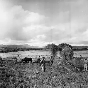 Fork Prints: Turning Hay