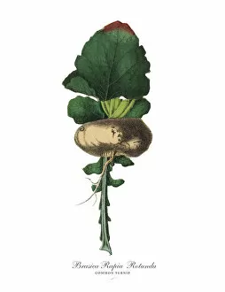 Images Dated 18th February 2019: Turnip, Root Crops and Vegetables, Victorian Botanical Illustration