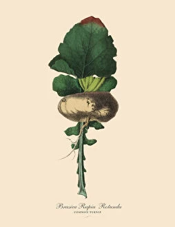 Images Dated 1st February 2019: Turnip, Root Crops and Vegetables, Victorian Botanical Illustration