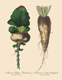 Images Dated 1st February 2019: Turnip & Rutabaga, Root Crops and Vegetables, Victorian Botanical Illustration