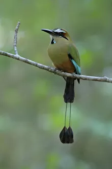 Images Dated 14th June 2017: Turquoise-browed Motmot