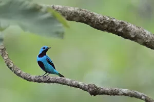Images Dated 12th June 2015: Turquoise Cotinga