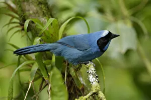 Images Dated 17th September 2017: Turquoise Jay