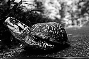 Matthew Carroll Photography Collection: Turtle