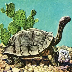 Crawling Gallery: Turtle