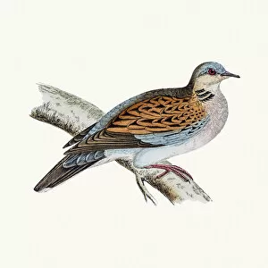 Images Dated 4th June 2016: Turtle dove bird
