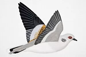 Feathers Collection: Turtle Dove (Streptopelia turtur), adult