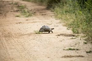 Crawling Gallery: Turtle in Mana Pools National Park