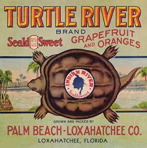 Florida Prints: Turtle River Brand