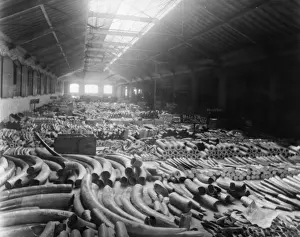 Tusk Warehouse