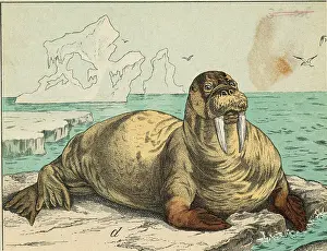Walrus Prints: Tusked Walrus Basking on Ice