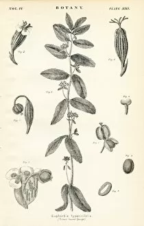 Images Dated 10th April 2017: Tutsan engraving 1877