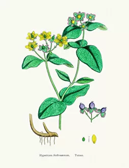 English Botany, or Coloured figures of British Plants Collection: Tutsan plant medicinal antidepressant plant