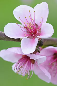 Images Dated 5th April 2011: Twig with Peach blossoms -Prunus persica-