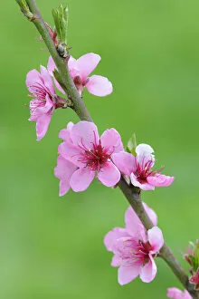 Images Dated 5th April 2011: Twig with Peach blossoms -Prunus persica-