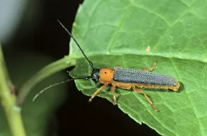 Cerambycidae Gallery: Twin Spot Longhorn Beetle (Oberea oculata)