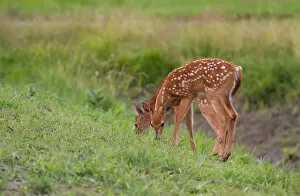 Images Dated 27th July 2014: Twin white-tailed deer fawns