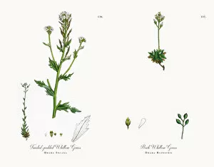 Images Dated 18th November 2017: Twisted-podded Whitlow Grass, Draba Incana, Victorian Botanical Illustration, 1863