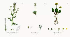 Images Dated 18th November 2017: Twisted-podded Whitlow Grass, Draba Incana, Victorian Botanical Illustration, 1863