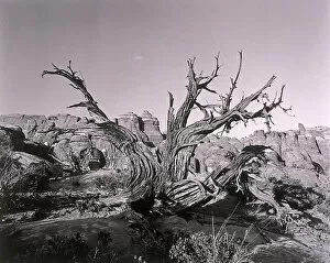 Images Dated 8th June 2004: Twisted tree by canyon