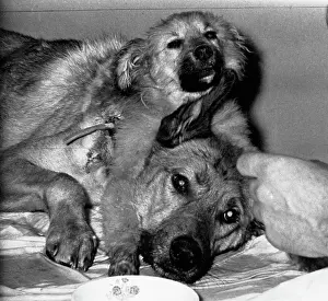 Two-Headed Dog Being Fed