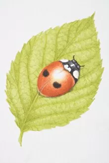 Ladybug Gallery: Two-Spotted Lady Beetle, Two-spotted Ladybird (Adalia bipunctata), on green leaf