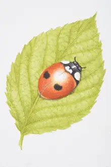 Ladybug Prints: Two-Spotted Lady Beetle, Two-spotted Ladybird (Adalia bipunctata), on green leaf
