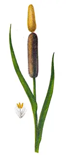 Typha latifolia (broadleaf cattail, bulrush, common bulrush, common cattail, cat-o -nine-tails, great reedmace, coopers reed, cumbungi)
