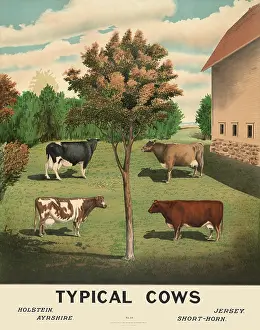 Jersey Prints: Typical Cows