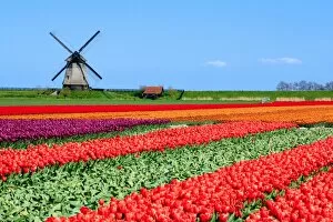 Multi Layered Effect Collection: Typical Dutch Landscape in spring