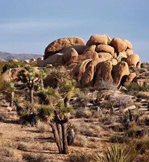 Images Dated 2nd May 2012: Typical Mojave desert scenery of Joshua Tree