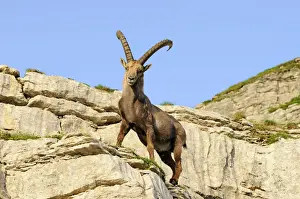 Typical pose of an alpine ibex (Capra ibex)