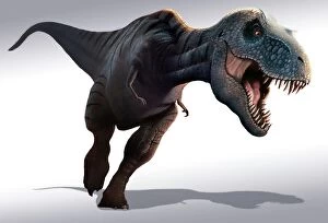 Images Dated 3rd April 2014: Tyrannosaurus rex, artwork