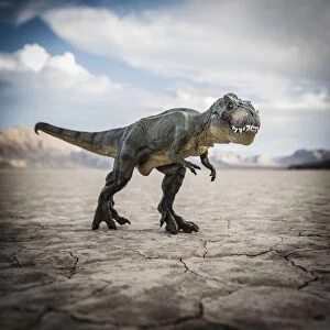 Images Dated 5th February 2016: Tyrannosaurus rex dinosaur in desert field