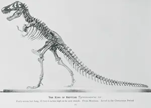 Paleontology Prints: Tyrannosaurus Rex Illustration