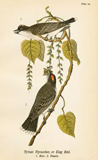 Images Dated 19th May 2017: Tyrant flycatcher bird lithograph 1890