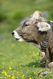 Tyrolean Brown Cattle, calf ruminating, Grawa Alm, mountain pasture, Stubai Valley, Tyrol, Austria, Europe