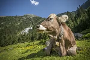 Images Dated 30th June 2012: Tyrolean Brown Cattle, cow without horns ruminating, Grawa Alm, mountain pasture, Stubai Valley