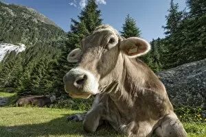 Images Dated 30th June 2012: Tyrolean Brown Cattle, cow without horns ruminating, Grawa Alm, mountain pasture, Stubai Valley