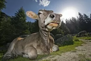 Tyrolean Brown, hornless cow, chewing a cud, Grawa Alm alpine pasture, Stubai Valley, Tyrol, Austria, Europe