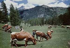 Images Dated 30th January 2013: Tyrolean Cattle