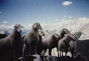 Images Dated 30th January 2013: Tyrolean Sheep
