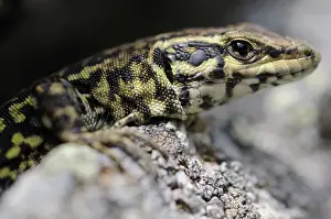 Lacertilia Prints: Tyrrhenian Wall Lizard (Podarcis tiliguerta), Corsica, France, Europe