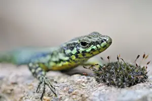 Lacertilia Prints: Tyrrhenian Wall Lizard (Podarcis tiliguerta), Corsica, France, Europe