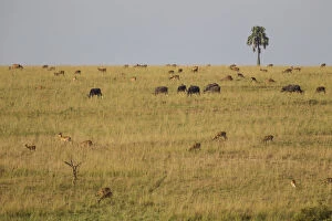 Images Dated 27th June 2017: Uganda kob, Kobus kob thomasi, and Cape buffalo, Syncerus caffer, grazing