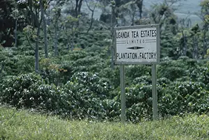 Huty25211 Prints: Uganda Tea Estates